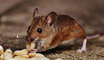 24 Hour & Emergency Exterminators in Country Terrace, IN